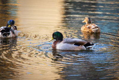 Ducks swimming in lake