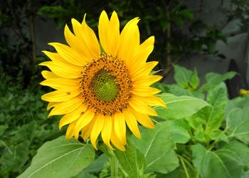 Close-up of sunflower