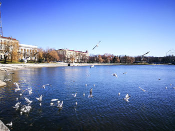 Seagulls flying over lake against clear blue sky