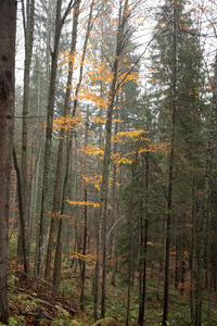 Trees in forest during autumn