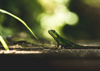 Close-up of lizard on field