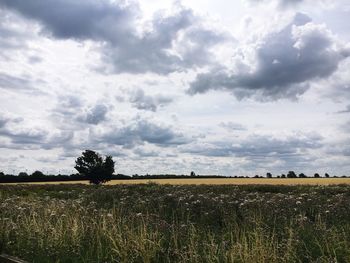 Scenic view of field against sky