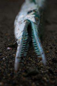 Close-up of insect on ground