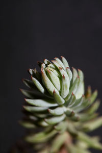 Close-up of succulent plant against black background