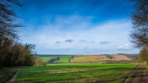 Scenic view of agricultural field against sky