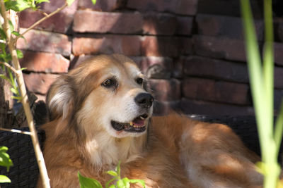 Close-up of dog looking away