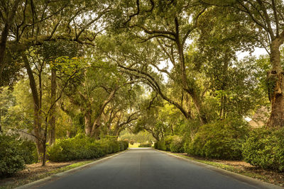 Road amidst trees in forest