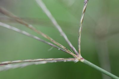 Close-up of damselfly on leaf