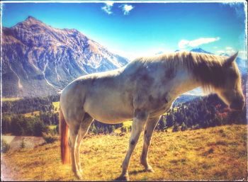 Horses grazing on field