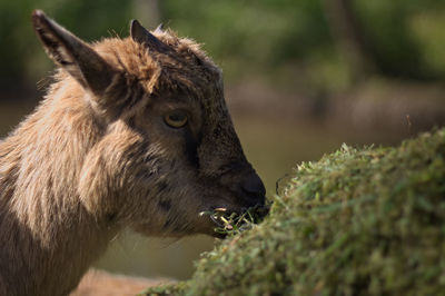 Close-up of an animal