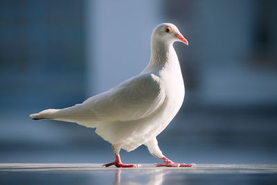 Close-up of seagull perching on floor