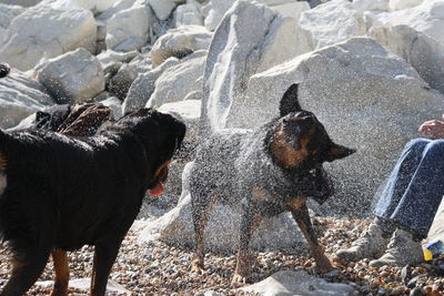 Wet dogs shaking off water at beach