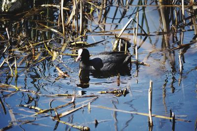 View of a duck swimming in lake