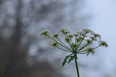 Close-up of white flowering plant