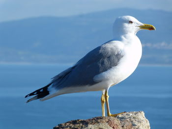 Close-up of seagull perching on rock