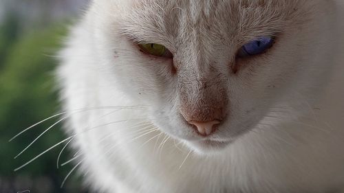 Close-up of a cat