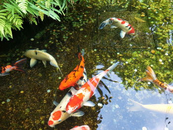 Fishes swimming in a lake