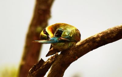 Close-up of bird perching on tree against clear sky