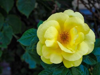 Close-up of yellow flowering plant