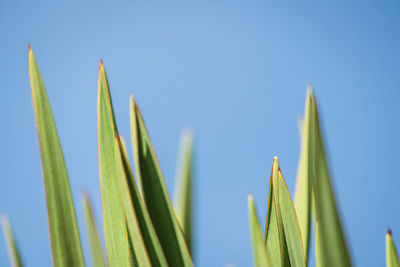Low angle view of bamboo against clear blue sky