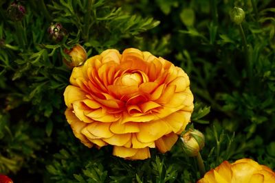 Close-up of orange flower blooming outdoors