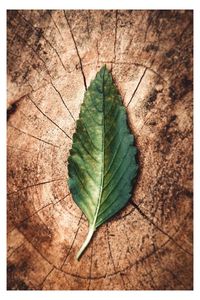 High angle view of green leaf