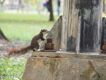 Side view of squirrel on wooden post