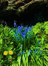 Close-up of purple flowering plants