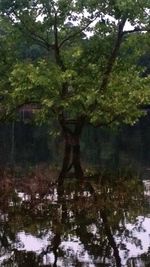 Scenic view of lake in forest