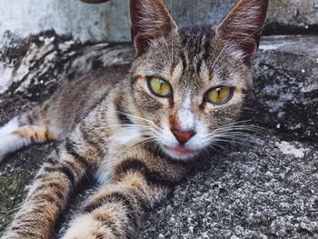 Close-up portrait of cat