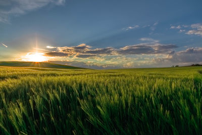 Scenic view of agricultural field against sky at sunset