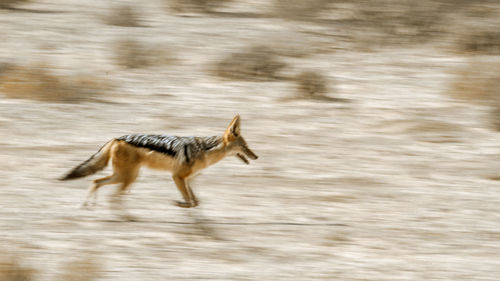 Blurred motion of dog running