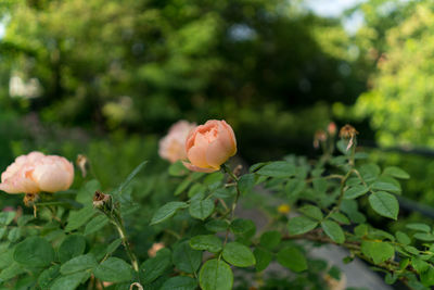 Close-up of flowers blooming outdoors