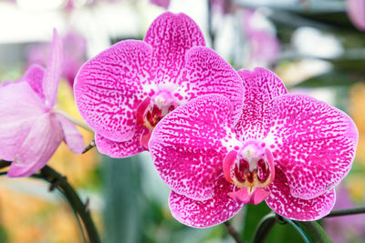 Close-up of pink orchids