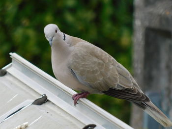 Close-up of bird perching on railing