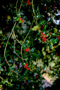 Close-up of red berries growing on plant