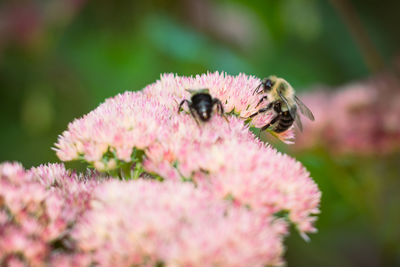 Close-up of honey bee on pink flower