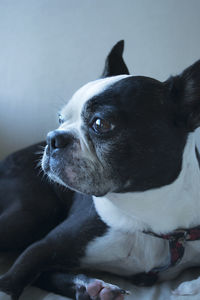 Close-up of boston terrier lying on chair at home