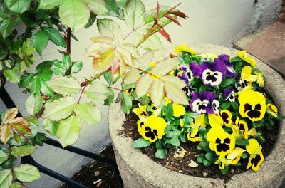 Close-up of flower plant