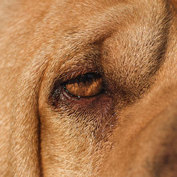 Close-up of dog crying