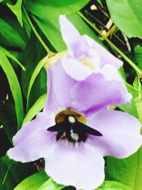 Close-up of bee on purple flower