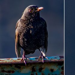 Close-up of bird perching on metal