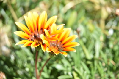 Close-up of orange flower