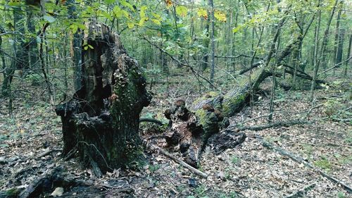 Trees in forest