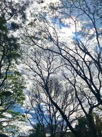 Low angle view of trees in forest
