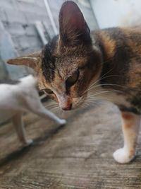 Close-up of a cat