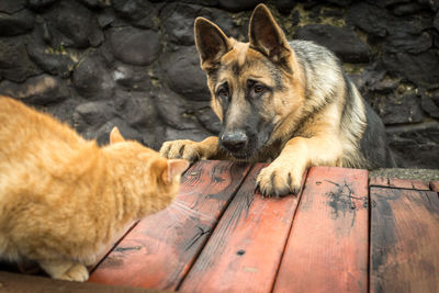 German shepherd and cat looking at each other