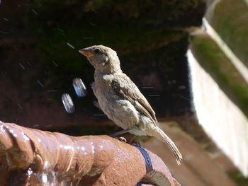 Close-up of bird perching on a tree