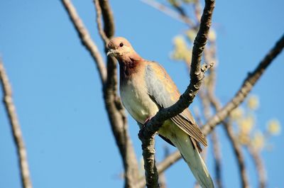 Low angle view of bird perching on branch against sky