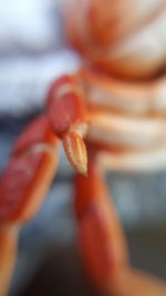 Close-up of hand holding orange flower